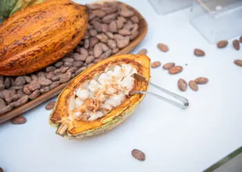 Entérate en Donde y Cuándo Será el Festival del Chocolate Dominicano 2024