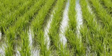 Producción de arroz