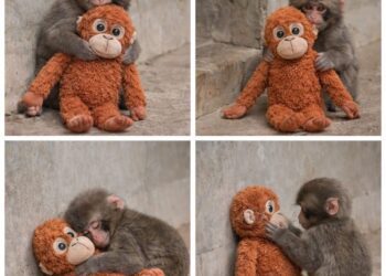 Punch, El Mono Bebé Que Rechazado Por Su Madre, Halló Consuelo En Un Peluche